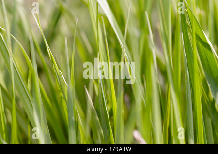 Abstrakte Schuss von Frühjahr Rasen - Nahaufnahme - Hintergrund Stockfoto