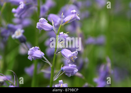 Nahaufnahme von Glockenblumen in einem Bluebell Holz in Derbyshire zeigt Blüten Hyacinthoides non-Scripta riechen den Duft Stockfoto