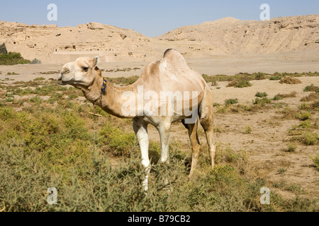 Kamel in der Wüste Bereich in der Nähe von El Kab Ägypten Stockfoto