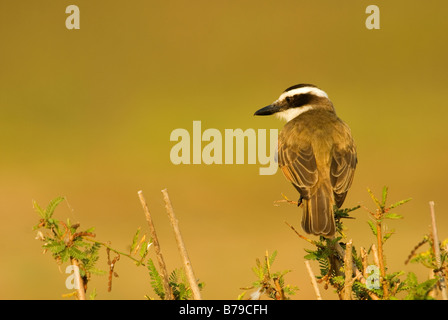 Große Kiskadee Pitangus sulphuratus Stockfoto