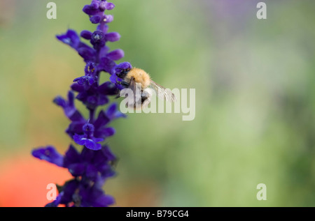 Lavandula angustifolia Stockfoto