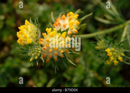 Niere Wicke (Anthyllis Vulneraria) Stockfoto
