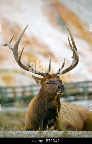 Stier Elch ruht vor Palette Springs im Yellowstone-Nationalpark. Stockfoto