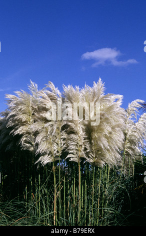 Pampasgras Cortaderia Selloana Stockfoto