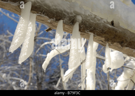 Flache Eiszapfen hängen von einem Ast Stockfoto