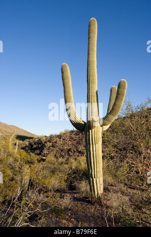 Ein Saguaro-Kaktus im Saguaro West National Park in Tucson Arizona gefunden Stockfoto