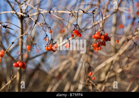 Beeren der Guelder Rose, Viburnum Opulus Stockfoto