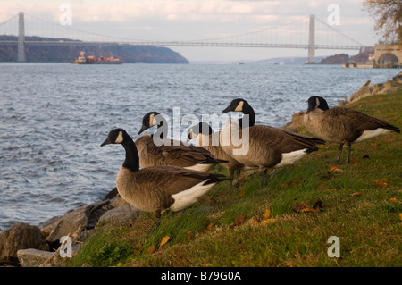 New York NY 9. November 2008 Kanada Gänse Branta Canadensis am Ufer des Hudson Rivers im Riverside Park Stockfoto