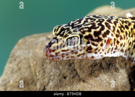 Leopardgecko (Eublepharis Macularis) Stockfoto