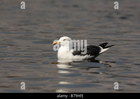 WENIGER BLACK-BACKED Möve, Larus fuscus Stockfoto