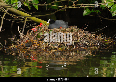 BLÄSSHUHN, Fulica Atra, auf Nest mit Jugendlichen Stockfoto