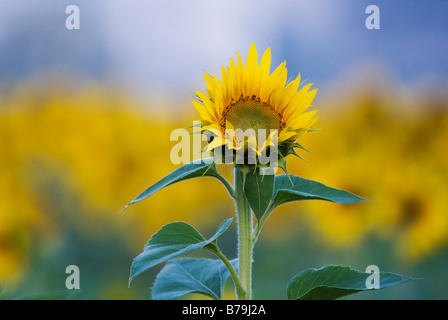 Sonnenblumen in einer indischen Feld. Gewachsene oder die Saat. Andhra Pradesh, Indien. Stockfoto