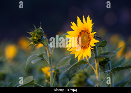 Sonnenblumen in einer indischen Feld. Gewachsene oder die Saat. Andhra Pradesh, Indien. Stockfoto