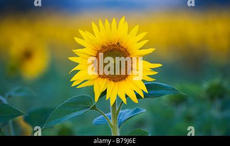 Sonnenblumen in einer indischen Feld. Gewachsene oder die Saat. Andhra Pradesh, Indien. Stockfoto