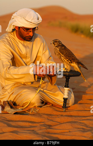 Arabische Falkner bindet seinen Jagd-Falken, eine Falcon Block Barsch in der Wüste, Dubai, Vereinigte Arabische Emirate, Vereinigte Arabische Emirate Stockfoto