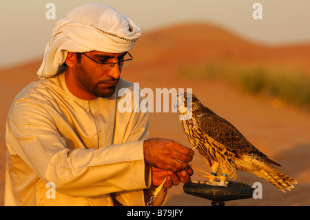 Arabische Falkner bindet seinen Jagd-Falken, eine Falcon Block Barsch in der Wüste, Dubai, Vereinigte Arabische Emirate, Vereinigte Arabische Emirate Stockfoto