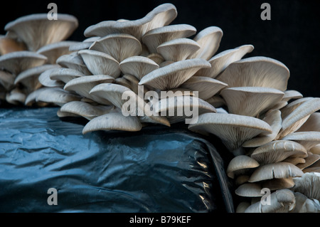Speisepilze Cluster (Pleurotus Ostreatus) als kultiviert in einem Kompostbeutel Stockfoto