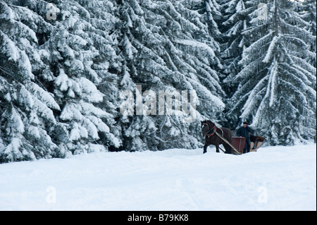 Gezeichnete Pferdeschlitten auf Gubalowka Hill Zakopane Tatra Gebirge Podhale Region Polen Stockfoto