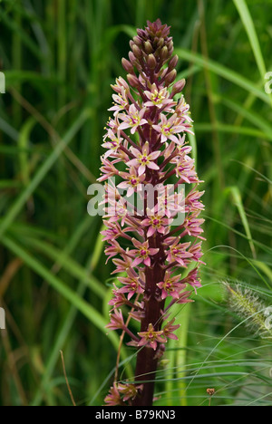 EUCOMIS COMOSA SCHAUMWEINE BURGUND Stockfoto