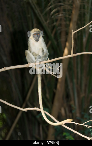 Callithrix Affe grün Affe Vervet Affen in sabaeus Stockfoto