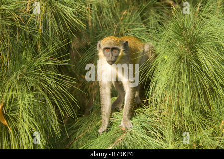 Callithrix Affe grün Affe Vervet Affen in sabaeus Stockfoto