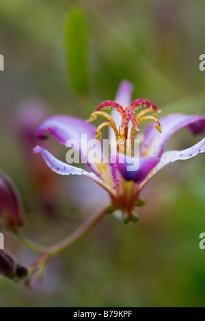 TRICYRTIS MACROPODA KRÖTE LILY Stockfoto