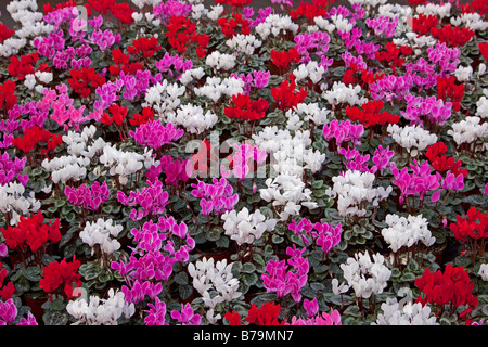 Bunte Alpenveilchen Stockfoto