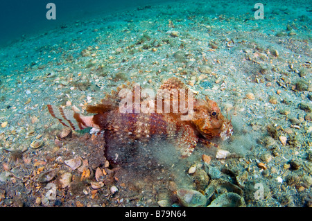 Bandtail Sea Robin Prionotus Ophryas fotografiert in Singer Island, FL Stockfoto