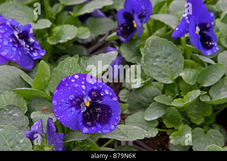 Blaue Babyface Stiefmütterchen mit Wassertropfen auf die Blütenblätter Stockfoto