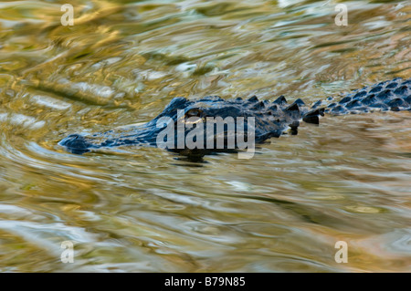 Wilden hemmungslosen amerikanischer Alligator Alligator Mississippiensis in der Big Cypress National Preserve in den Florida Everglades Stockfoto