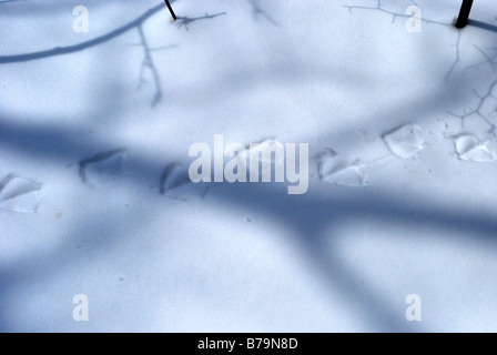 Ente-Spuren im Schnee Stockfoto