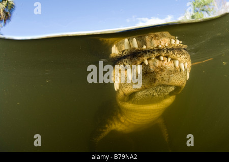 Wilden hemmungslosen amerikanischer Alligator Alligator Mississippiensis in der Big Cypress National Preserve in den Florida Everglades Stockfoto