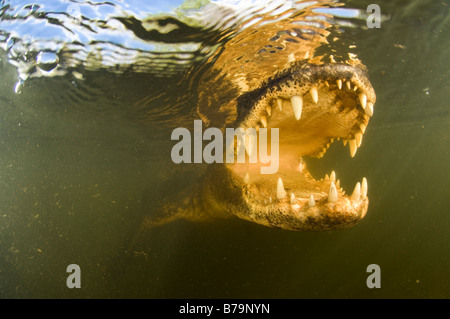 Wilden hemmungslosen amerikanischer Alligator Alligator Mississippiensis in der Big Cypress National Preserve in den Florida Everglades Stockfoto