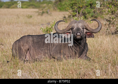 Einsame afrikanische Büffel in Savanne Ebenen Masai Mara Nord Reserve Kenia Stockfoto