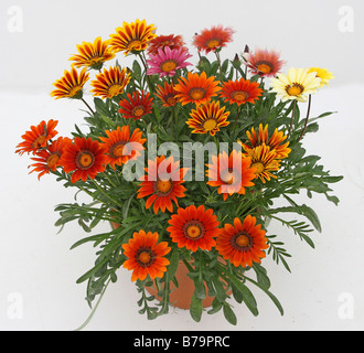 Gazanien Blumen auf weißem Hintergrund Stockfoto