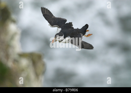 Papageitaucher Fratercula Arctica im Flug Bempton Klippen Königliche Gesellschaft für den Schutz der Vögel RSPB reserve Yorkshire England Stockfoto