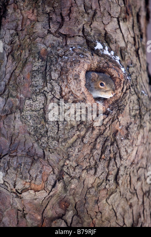 Graue Eichhörnchen in Loch im Baumstamm im Public Garden, Boston, Massachusetts Stockfoto