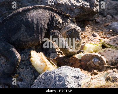 Galapagos Land Iguana "Conolophus Subcristatus" Plaza "Süd" Galapagos Archipel Pazifik Ecuador Dezember 2008 Stockfoto