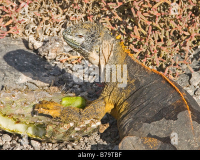 Galapagos Land Iguana "Conolophus Subcristatus" Plaza "Süd" Galapagos Archipel Pazifik Ecuador Dezember 2008 Stockfoto