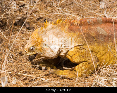 Galapagos Land Iguana "Conolophus Subcristatus" 'Santa Cruz Island' Galapagos Archipel Pazifik Ecuador Dezember 2008 Stockfoto