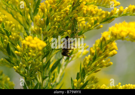 grüne Luchs Spinne Erfassung seine Beute auf eine Goldrute Wildblumen Stockfoto