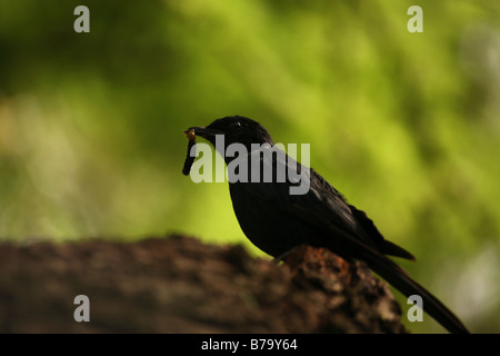 Der frühe Vogel fängt den Wurm, schwarzer Vogel mit Wurm In seinem Mund Schnabel gegen grüne unscharfen Hintergrund Stockfoto