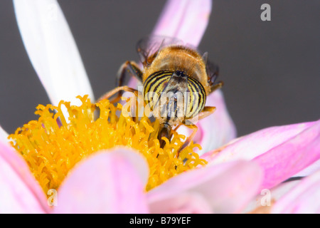 Schwebfliege, Eristalinus Taeniops. Über Blume Nektar zu sammeln. Vorderansicht Stockfoto