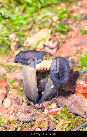 Horn des Überflusses Pilz, Craterellus cornucopioides Stockfoto