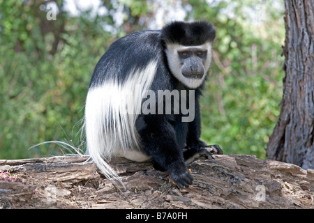 Black And White Colobus Affen Colobus Guereza Elsamere Conservation Centre Lake Naivasha, Kenia Stockfoto