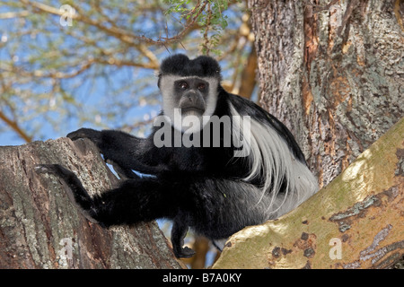 Black And White Colobus Affen Colobus Guereza Elsamere Conservation Centre Lake Naivasha, Kenia Stockfoto