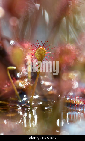 Spoonleaf Sonnentau (Drosera Intermedia) und Reflexe im Wasser, Huvenhoopsmoor, Niedersachsen, Deutschland, Europa Stockfoto