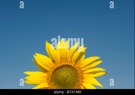 Sonnenblumen in einer indischen Feld. Gewachsene oder die Saat. Andhra Pradesh, Indien. Stockfoto