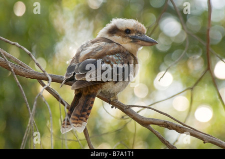 Laughing Kookaburra, Dacelo Novaeguineae, South Australia Stockfoto