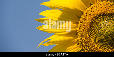 Sonnenblumen in einer indischen Feld. Gewachsene oder die Saat. Andhra Pradesh, Indien. Panoramablick Stockfoto